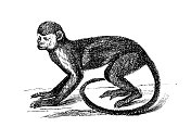 松鼠猴是新世界猴属猴