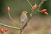 秋天的知更鸟(Erithacus rubecula)