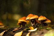 秋季森林中的自然微距镜头-蘑菇
