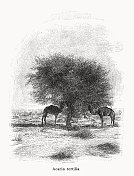 Vachellia tortilis(或Acacia tortilis)，木版画，出版于1899年