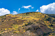 科罗拉多州阿斯彭的秋叶颜色