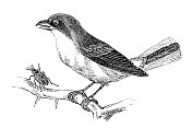 红背伯劳鸟(Lanius Collurio)