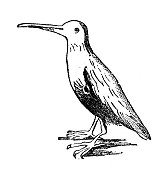 古玩雕刻插图:伍德考克，山头鹦鹉