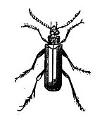 古董雕刻插图:西班牙苍蝇，水泡甲虫
