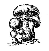 仿古雕刻插画:蘑菇