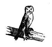 古董雕刻插图:茶色猫头鹰