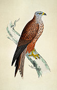 红风筝，Milvus Milvus，猛禽，野生动物，鸟类，艺术，19世纪