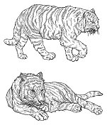 细节线艺术老虎集