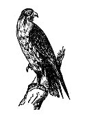 古董雕刻插图:爱好猎鹰