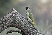 雌性绿啄木鸟(Picus viridis)