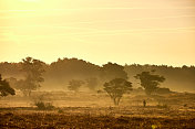 荷兰Veluwe Zuiderheide公园盛开的石楠花。荷兰