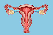 女性生殖系统