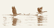 加拿大鹅从湖上起飞