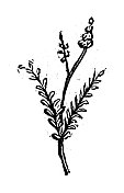 古玩雕刻插图:Sainfoin