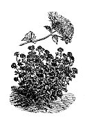 古董雕刻插图:Ageratum Mexicanum