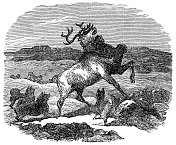 加拿大因纽特犬在巴芬岛狩猎北极驯鹿，加拿大- 19世纪