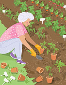 一位老年妇女在她的花园里种菜