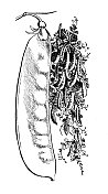 古董雕刻插图:豌豆