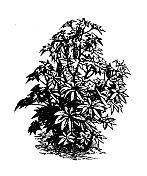 古董雕刻插图:蓖麻