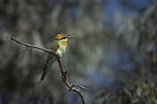 彩虹食蜂鸟(Merops ornatus)