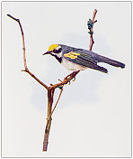 古代鸟类学彩色图像:金翅莺 古代鸟类学彩色图像:金翅莺