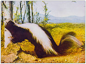 古色古香的自然色彩形象:臭鼬 古色古香的自然色彩形象:臭鼬