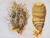 古色古香的自然色彩形象:仙人掌 古色古香的自然色彩形象:仙人掌