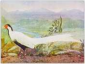 古董鸟类彩色图像:银雉