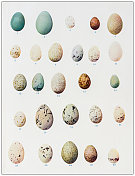 古董鸟类彩色图像:鸟蛋收藏