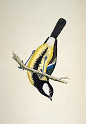 大山雀，大山雀，山雀科雀形目鸟类，野生动物，鸟类，艺术，19世纪