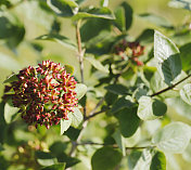 旅行树(Viburnum lantana)红色浆果