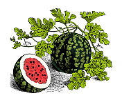 蔬菜植物古色古香雕刻彩色插图:西瓜