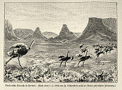 南非鸵鸟群，1890年代，非洲野生动物，19世纪