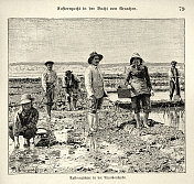 19世纪，19世纪90年代，法国阿卡康湾维多利亚时期的牡蛎养殖场
