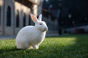 小白兔正坐在森林里的草地上。