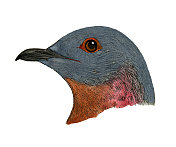 旅鸽鸟头水彩画平版1874年