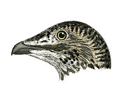 尖尾松鸡鸟头水彩平版版画1874年 尖尾松鸡鸟头水彩平版版画1874年