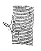 古代生物动物学图像:有神经末梢的蜥蜴肌肉 古代生物动物学图像:有神经末梢的蜥蜴肌肉