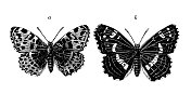 古代生物动物学图像:地图(Araschnia levana)，冬季和夏季