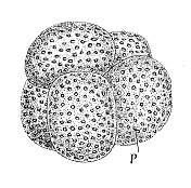 仿古生物动物学图像:球形针叶虫骨架