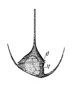 古董生物动物学图像:Ceratium Tripos