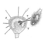 古代生物动物学图像:银杏