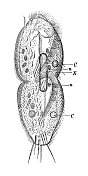 古董生物动物学图像:刺尾螺