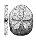 仿古生物动物学图像:蔷薇马(Clypeaster rosaceus)