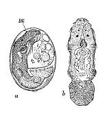 仿古生物动物学图像:整壳多口虫胚胎和幼虫