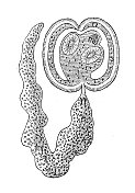 古代生物动物学图像:带绦虫