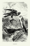 美国古董雕刻，鹞，鸟:自然历史，1885年