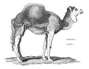 阿拉伯骆驼雕刻1809年 阿拉伯骆驼雕刻1809年