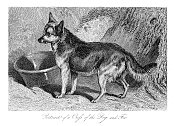 狗和狐狸之间的杂交-插图雕刻1853年