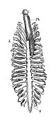 古代生物动物学图像:阿佛洛狄忒